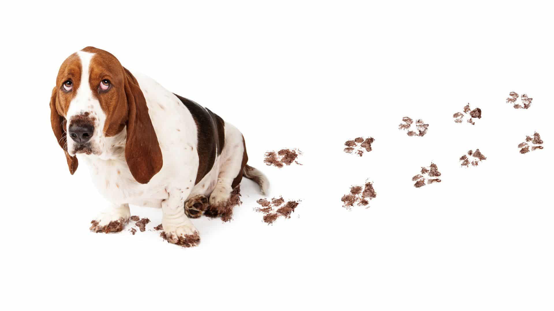 basset hound with a muddy paw trail