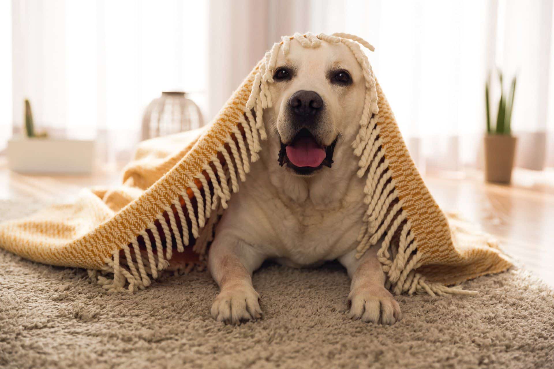 happy yellow lab on carpet, under a yellow rug
