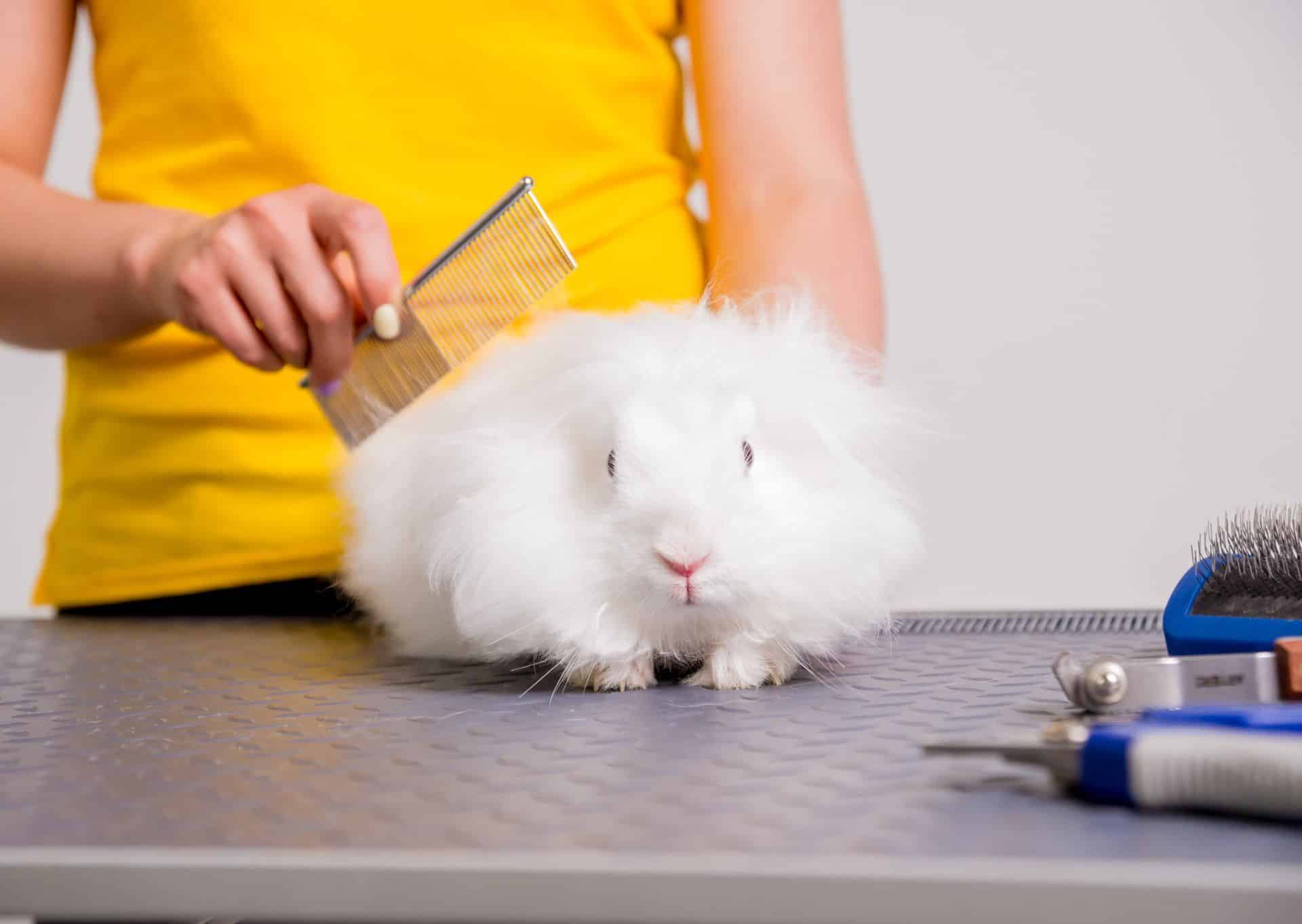 woman in yellow shirt combing white bunny