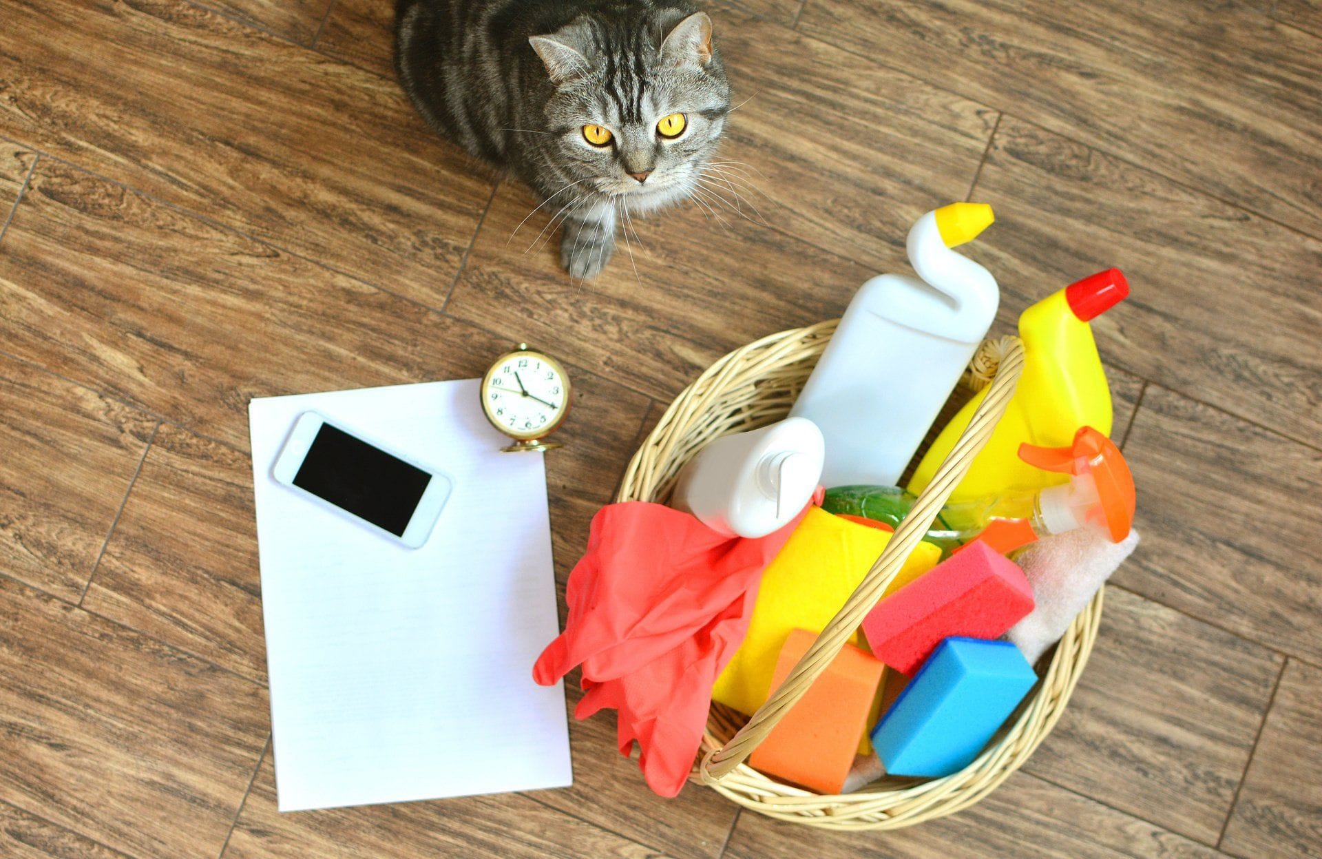 tabby cat next to a basket of cleaning supplies, an alarm clock and a cell phone