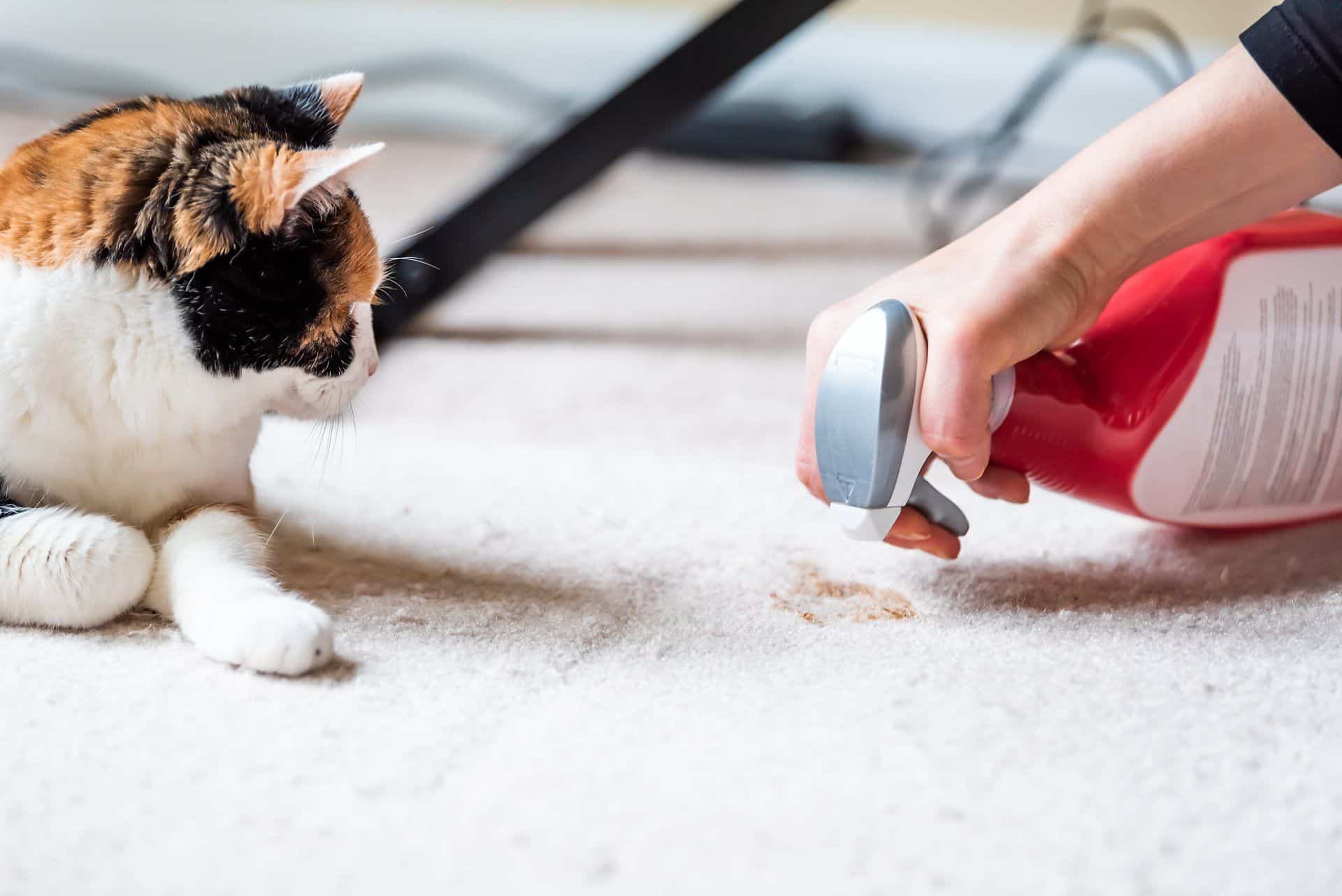How to Remove Set-In Stains in Your Carpet 4 a calico cat watching human clean carpet stain