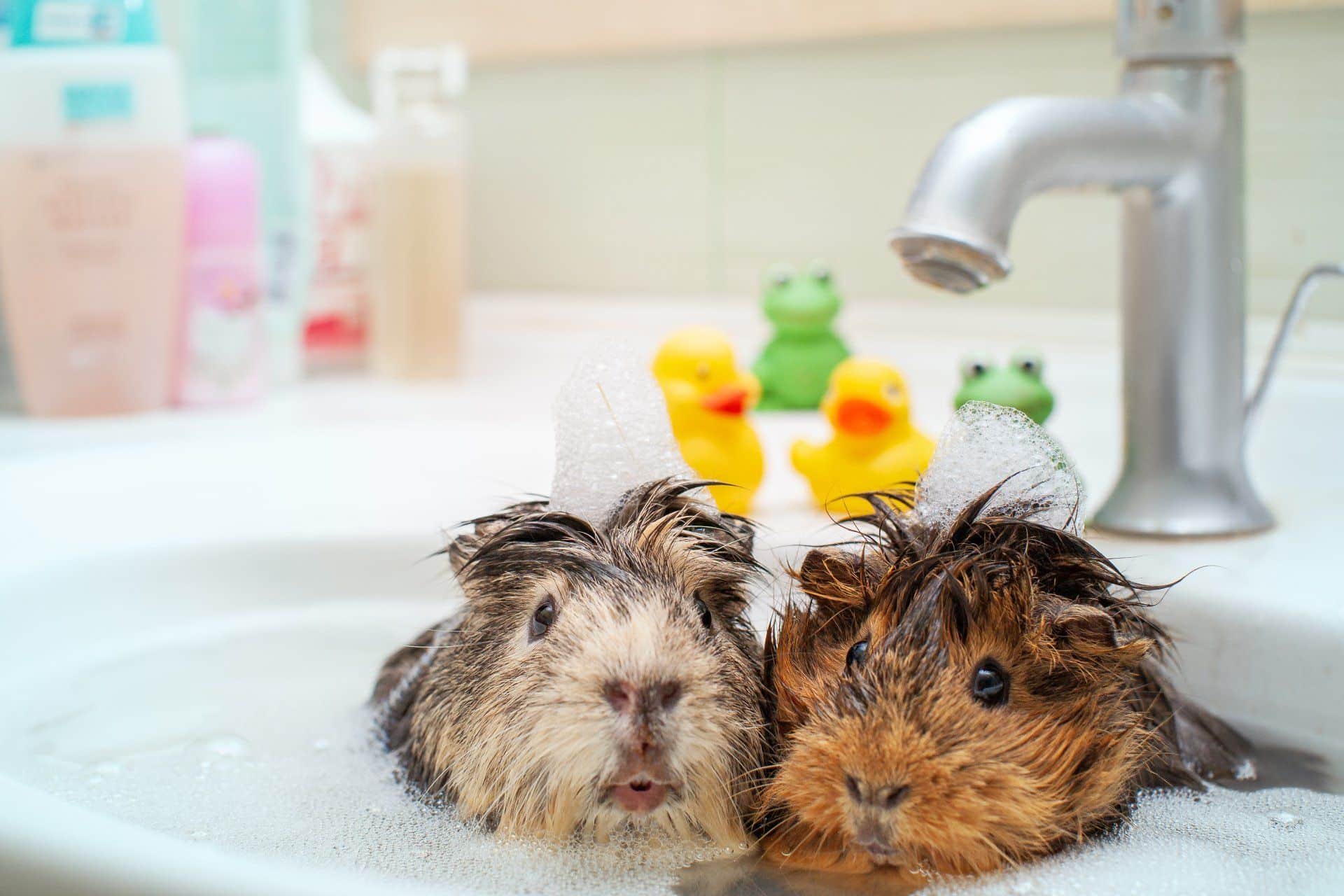 two guinea pigs taking a bath in a bathroom sink