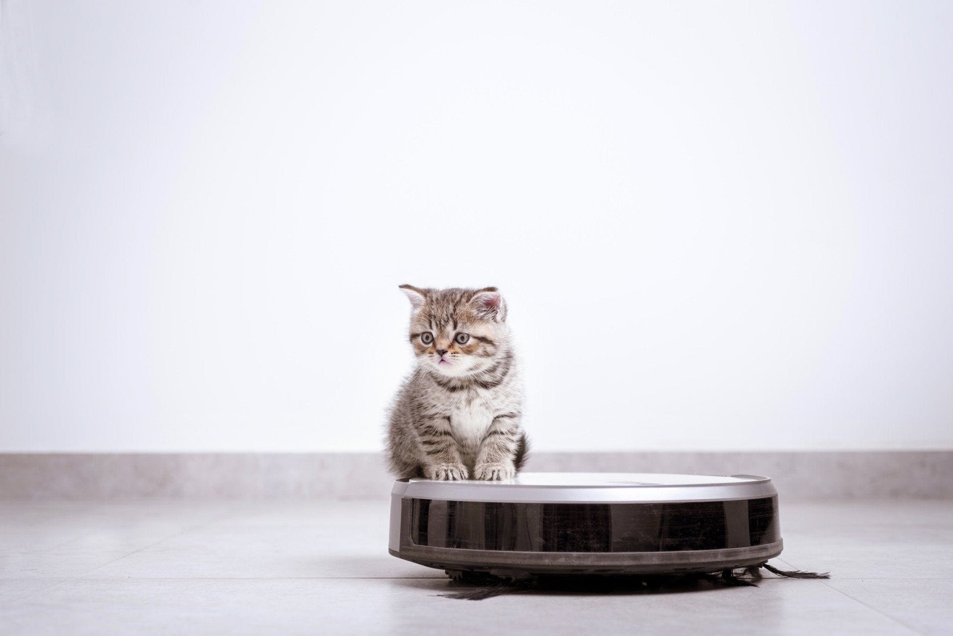 a kitten riding on a robotic vacuum