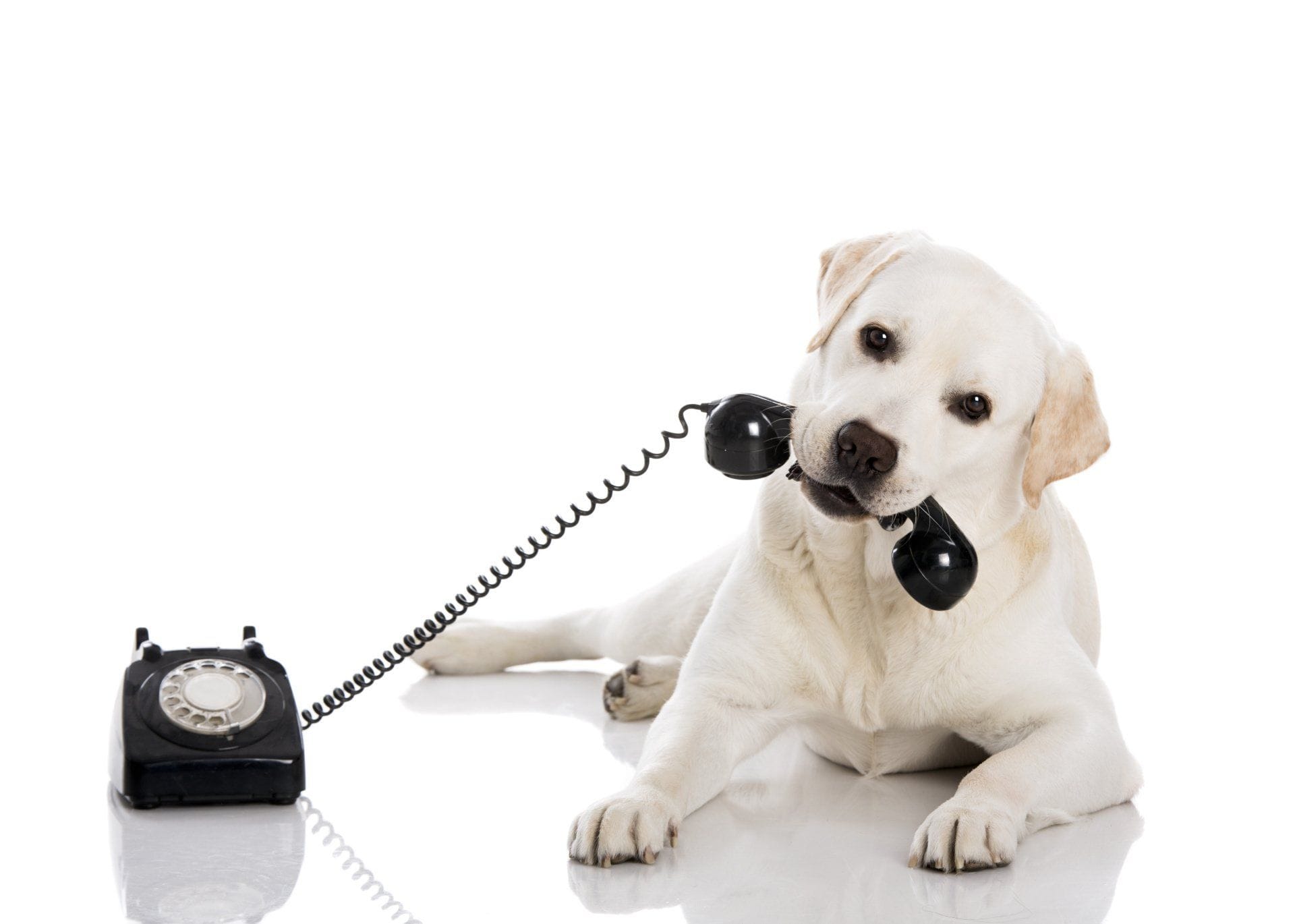 yellow lab holding black phone in mouth