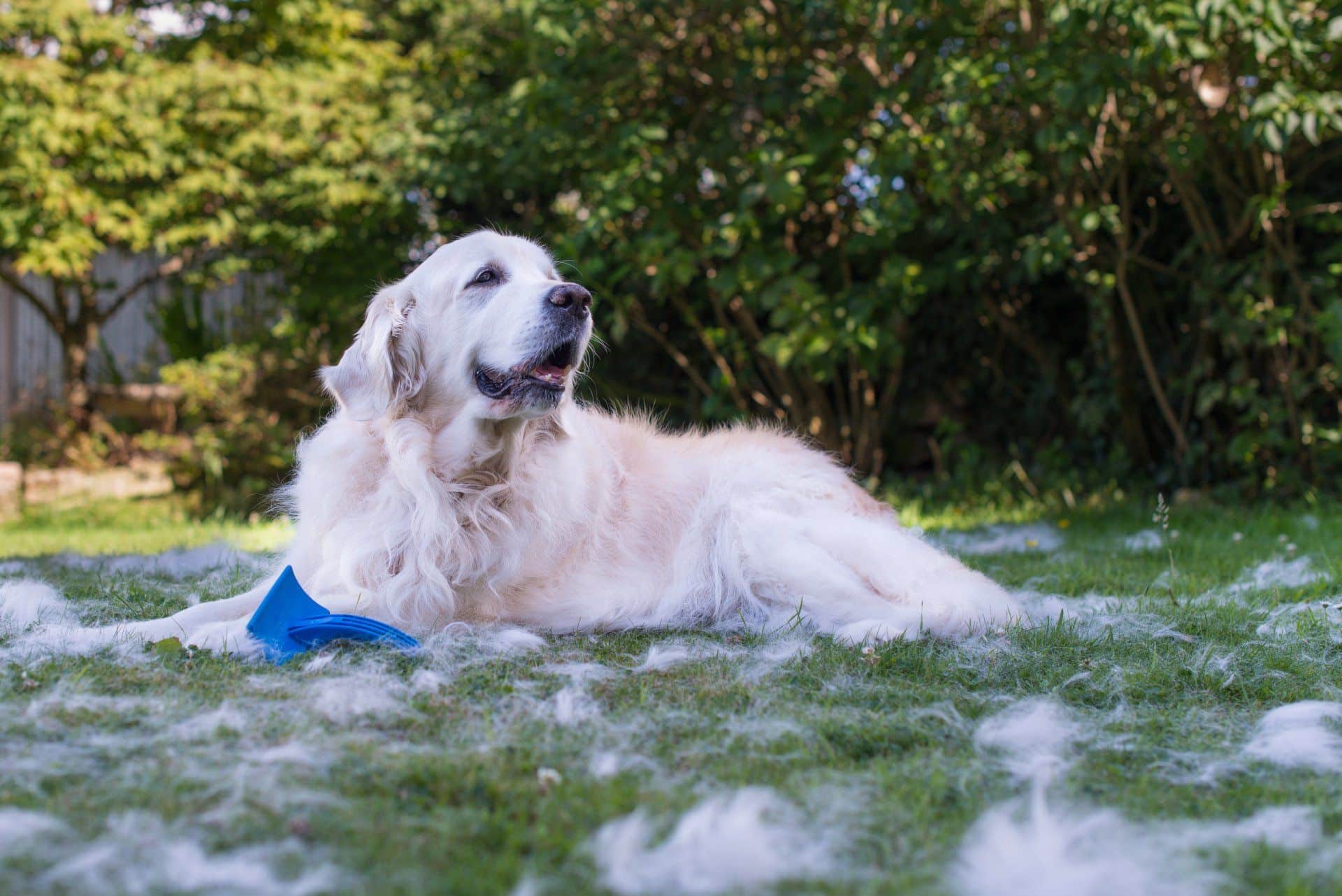 white golden retriever outside with a lot of hair around