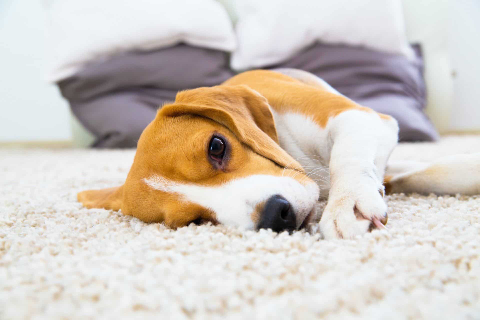 How Often Should You Clean Your Carpets? 5 beagle dog laying on clean carpet. how often should you clean your carpets when you have pets?