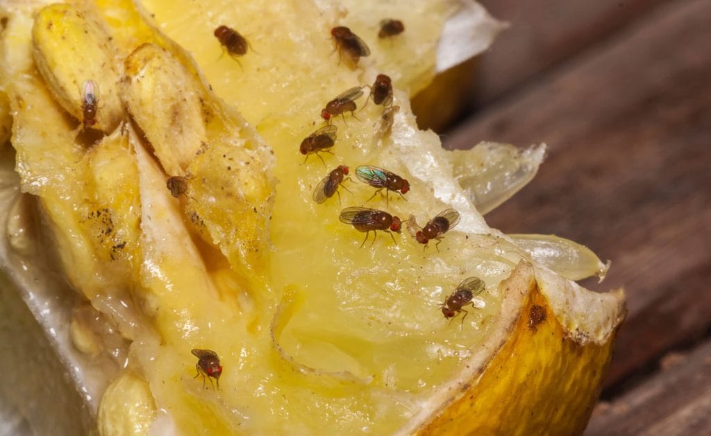 Fruit flies eating a piece of fruit.