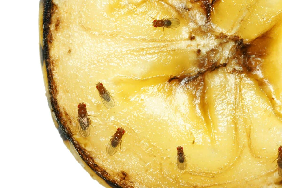 Read this article and learn how to get rid of fruit flies. A closeup of fruit flies on a slice of banana.
