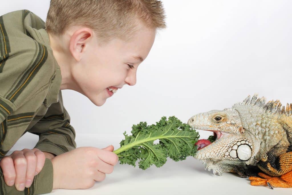 A boy taking care of his pet iguana by feeding him.
